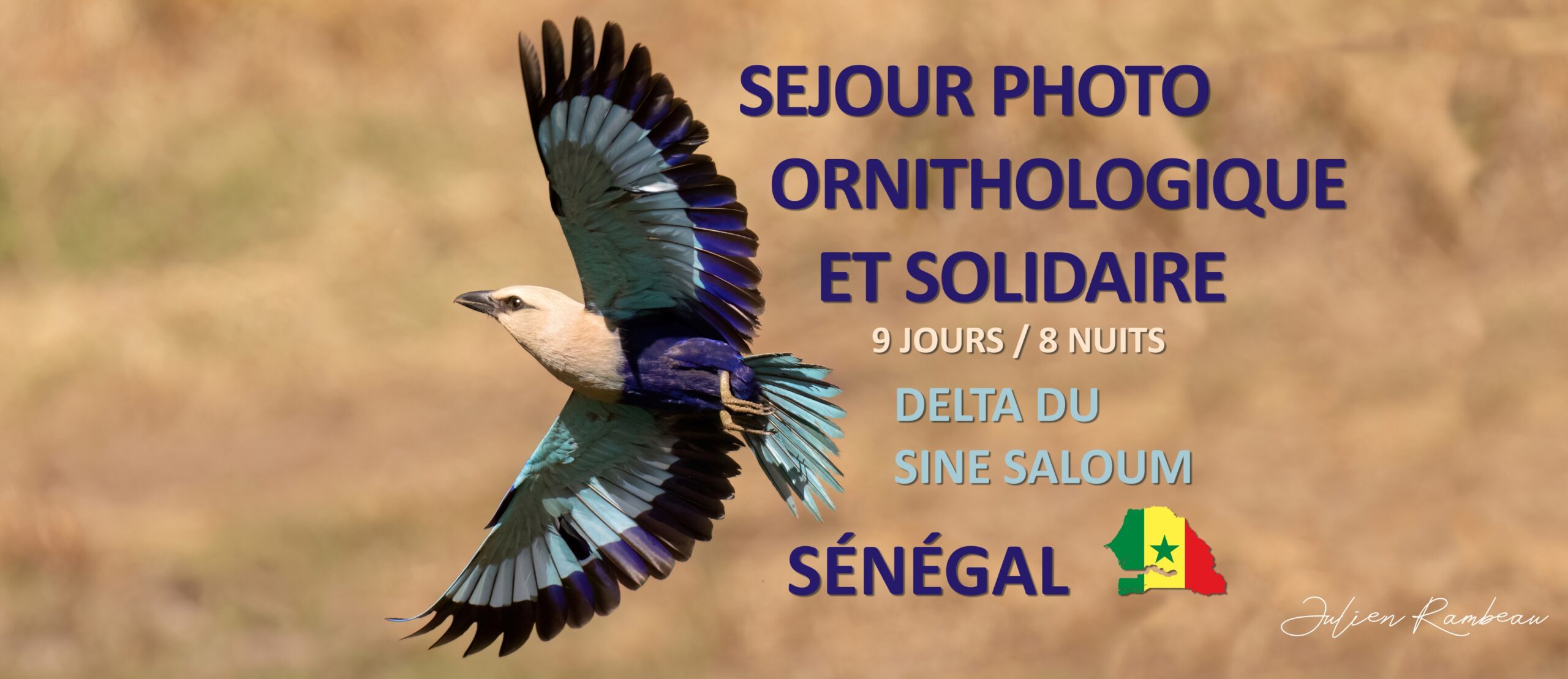 sejour photo ornithologique senegal delta sine saloum