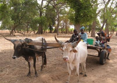 Tourisme responsable et solidaire dans le Siné Saloum au campement du Niombato au Sénégal, un séjour découverte entre mer et brousse.