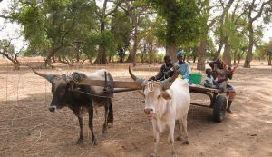 Tourisme responsable et solidaire dans le Siné Saloum au campement du Niombato au Sénégal, un séjour découverte entre mer et brousse.