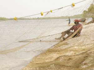 Tourisme responsable et solidaire dans le Delta du Siné Saloum au campement du Niombato au Sénégal, un séjour découverte entre mer et brousse.