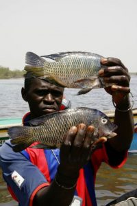 Tourisme responsable et solidaire : une maison d'hôte dans le Siné Saloum au campement du Niombato au Sénégal : un séjour découverte entre mer et brousse.