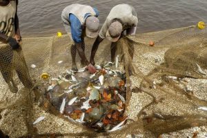 Tourisme responsable et solidaire : une maison d'hôte dans le Siné Saloum au campement du Niombato au Sénégal : un séjour découverte entre mer et brousse.