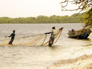 Tourisme responsable et solidaire : une maison d'hôte dans le Siné Saloum au campement du Niombato au Sénégal : un séjour découverte entre mer et brousse.